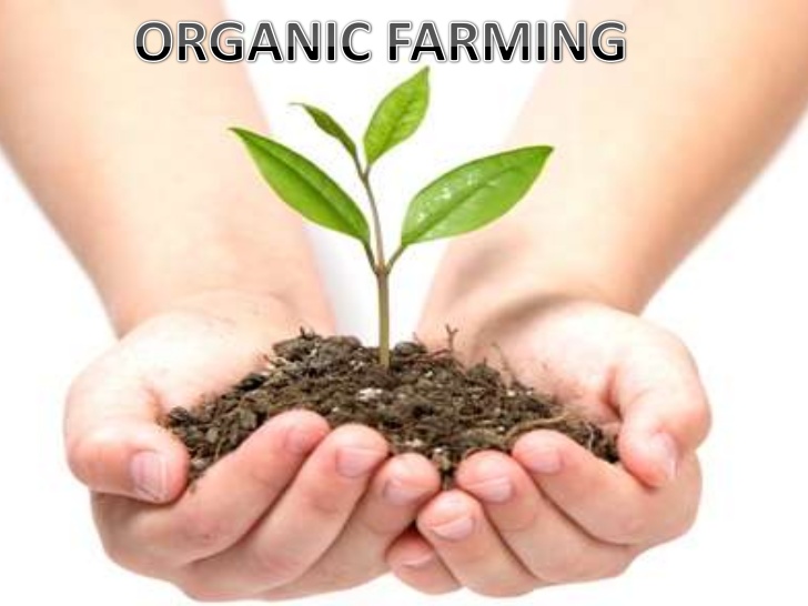organic farming 1 728